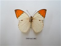 藏品(橙端粉蝶)的圖片